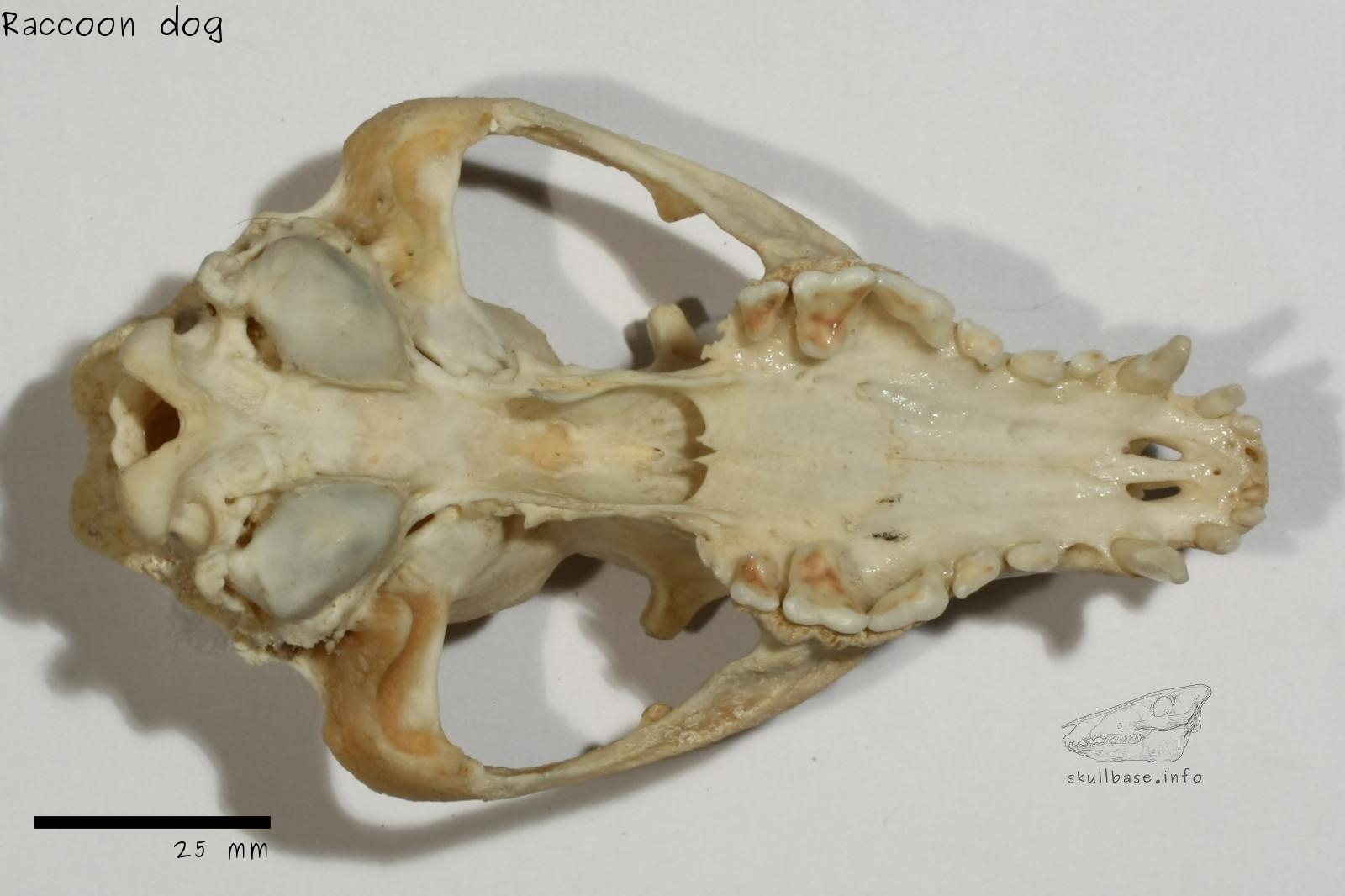 Raccoon dog (Nyctereutes procyonoides) skull ventral view