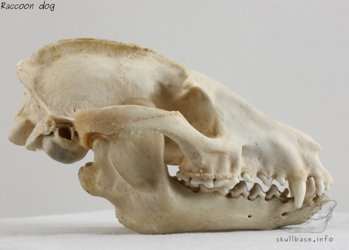 Raccoon dog (Nyctereutes procyonoides) skull
