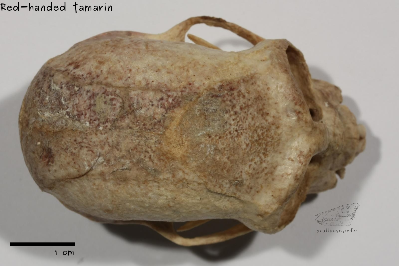 Red-handed tamarin (Saguinus midas) skull dorsal view