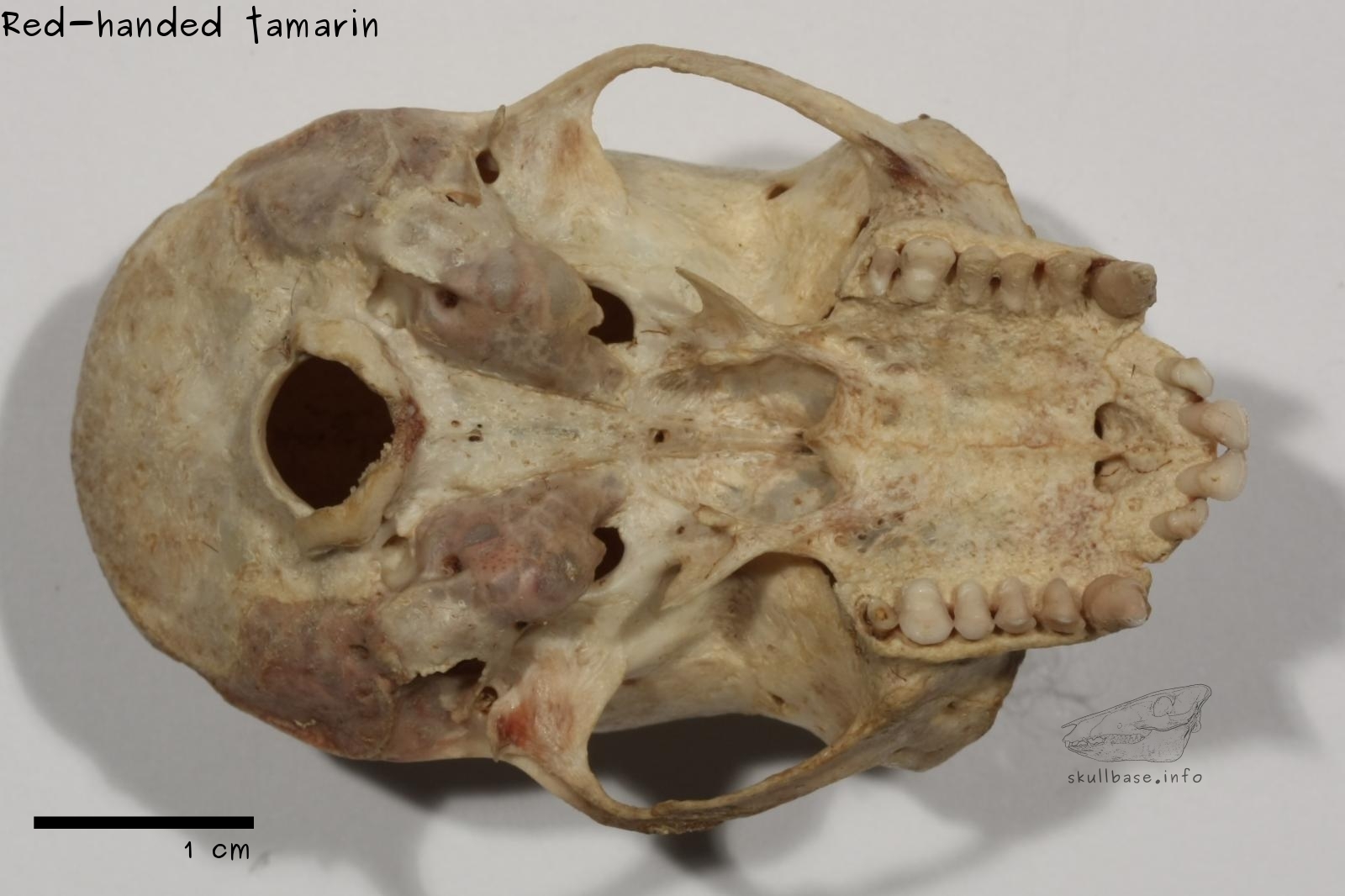 Red-handed tamarin (Saguinus midas) skull ventral view