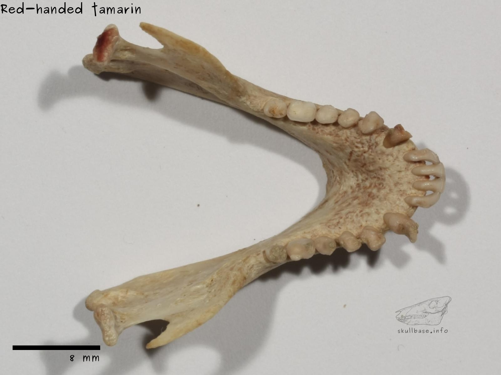 Red-handed tamarin (Saguinus midas) jaw