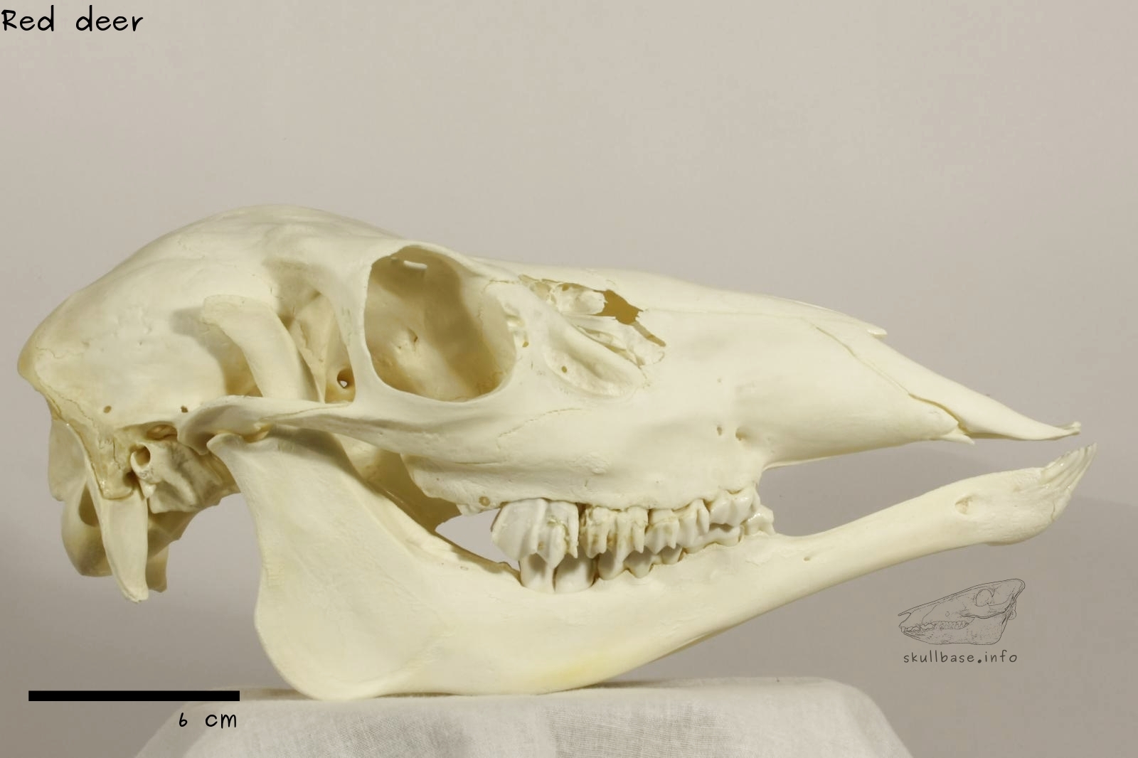 Red deer (Cervus elaphus) skull lateral view