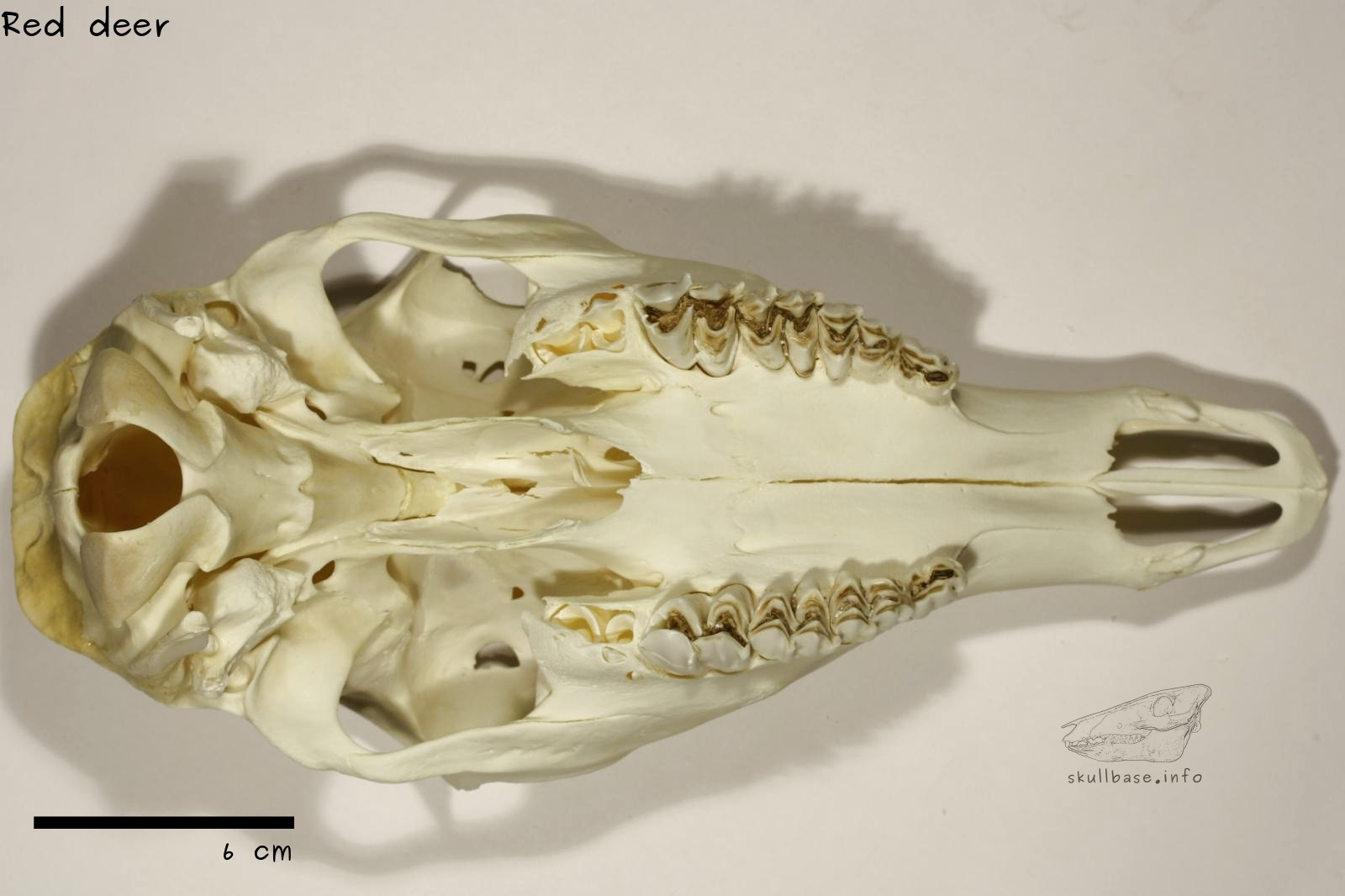 Red deer (Cervus elaphus) skull ventral view