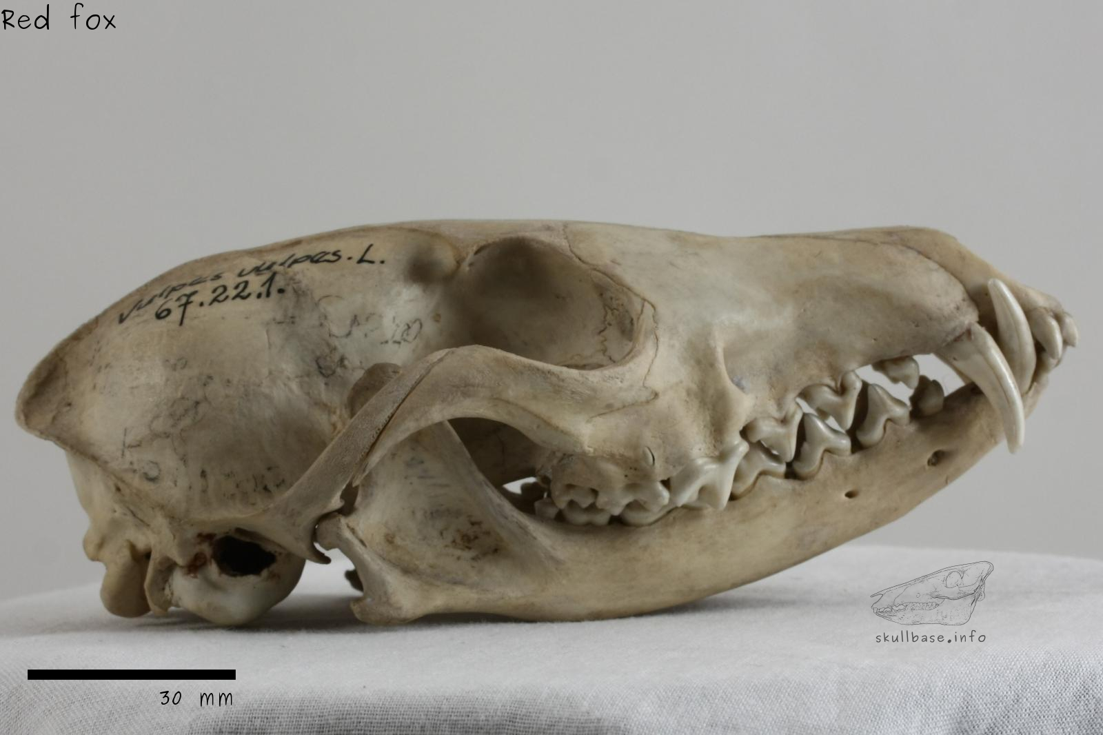 Red fox (Vulpes vulpes) skull lateral view