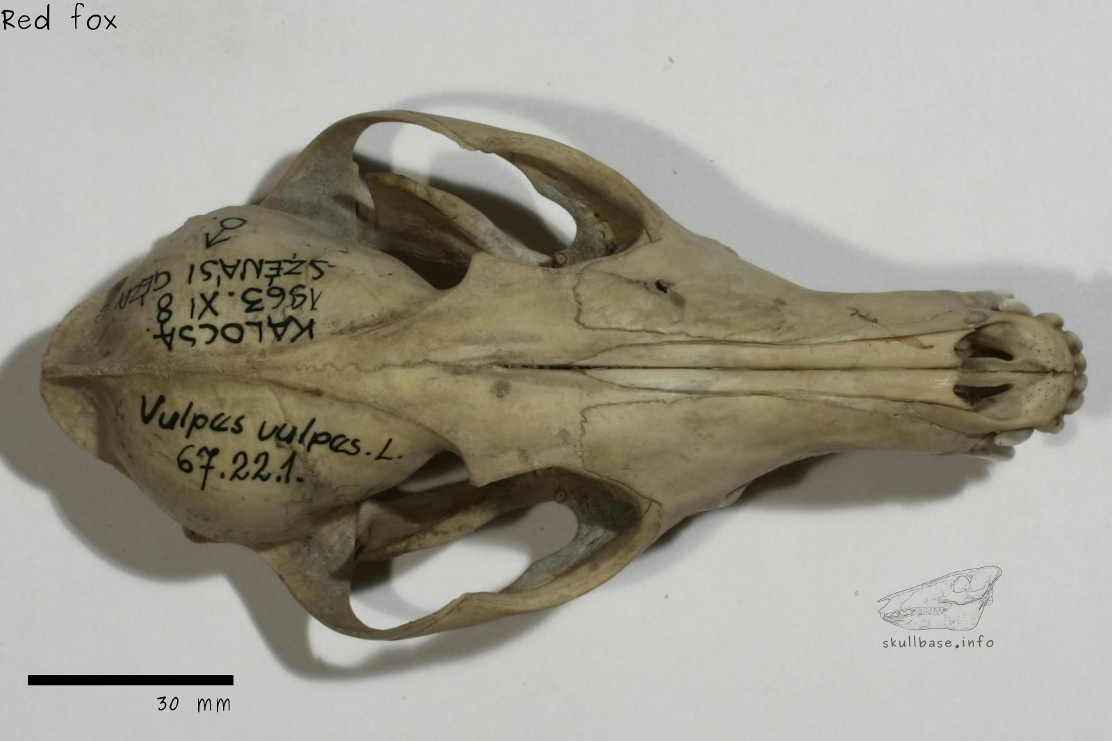 Red fox (Vulpes vulpes) skull dorsal view