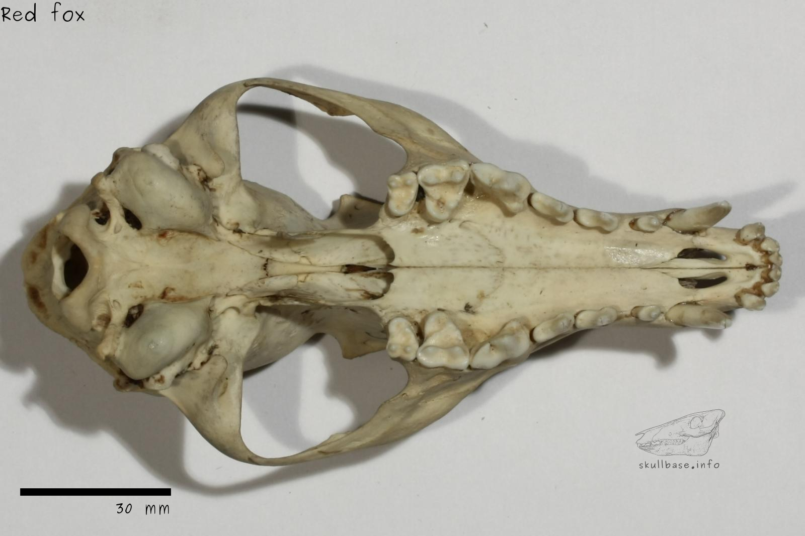 red fox skull id