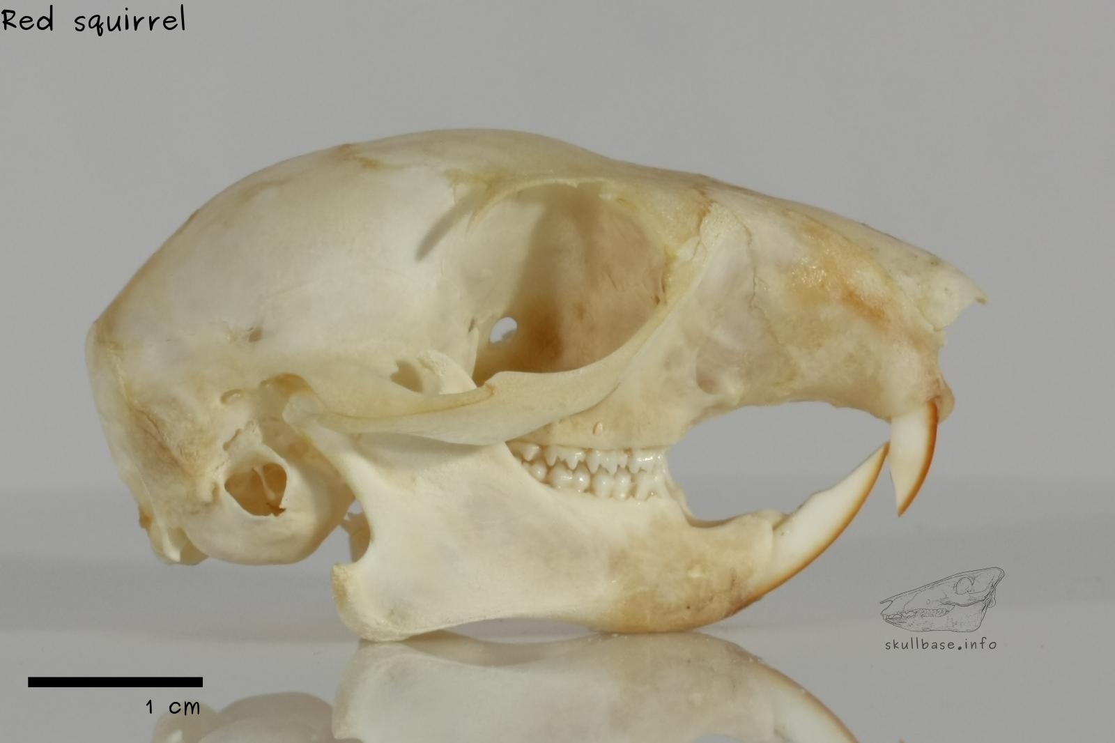 Red squirrel (Sciurus vulgaris) skull lateral view