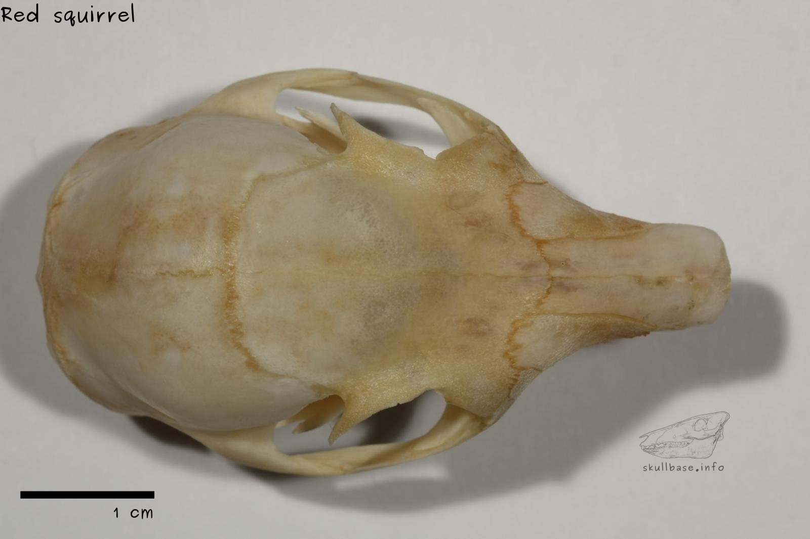 eastern fox squirrel skull