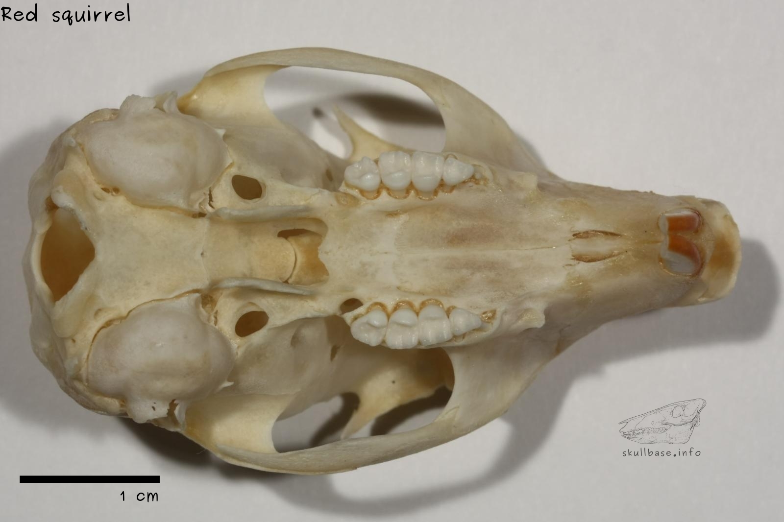 eastern fox squirrel skull