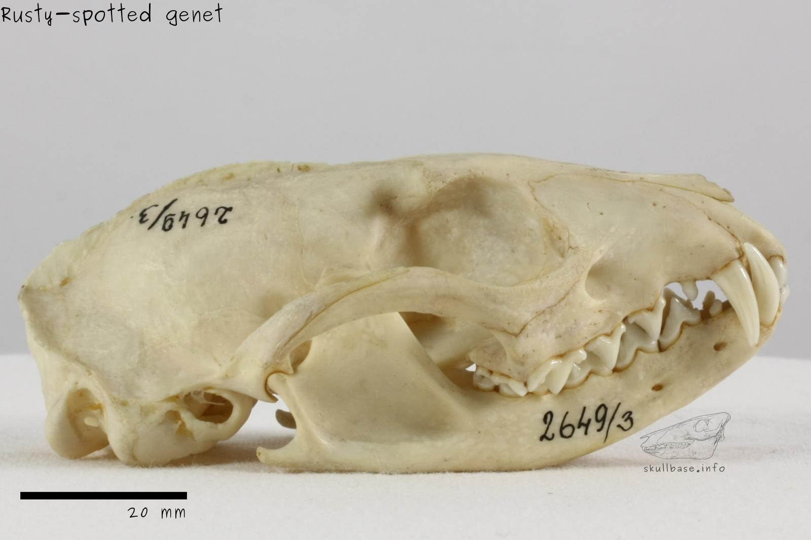 Rusty-spotted genet (Genetta maculata) skull lateral view