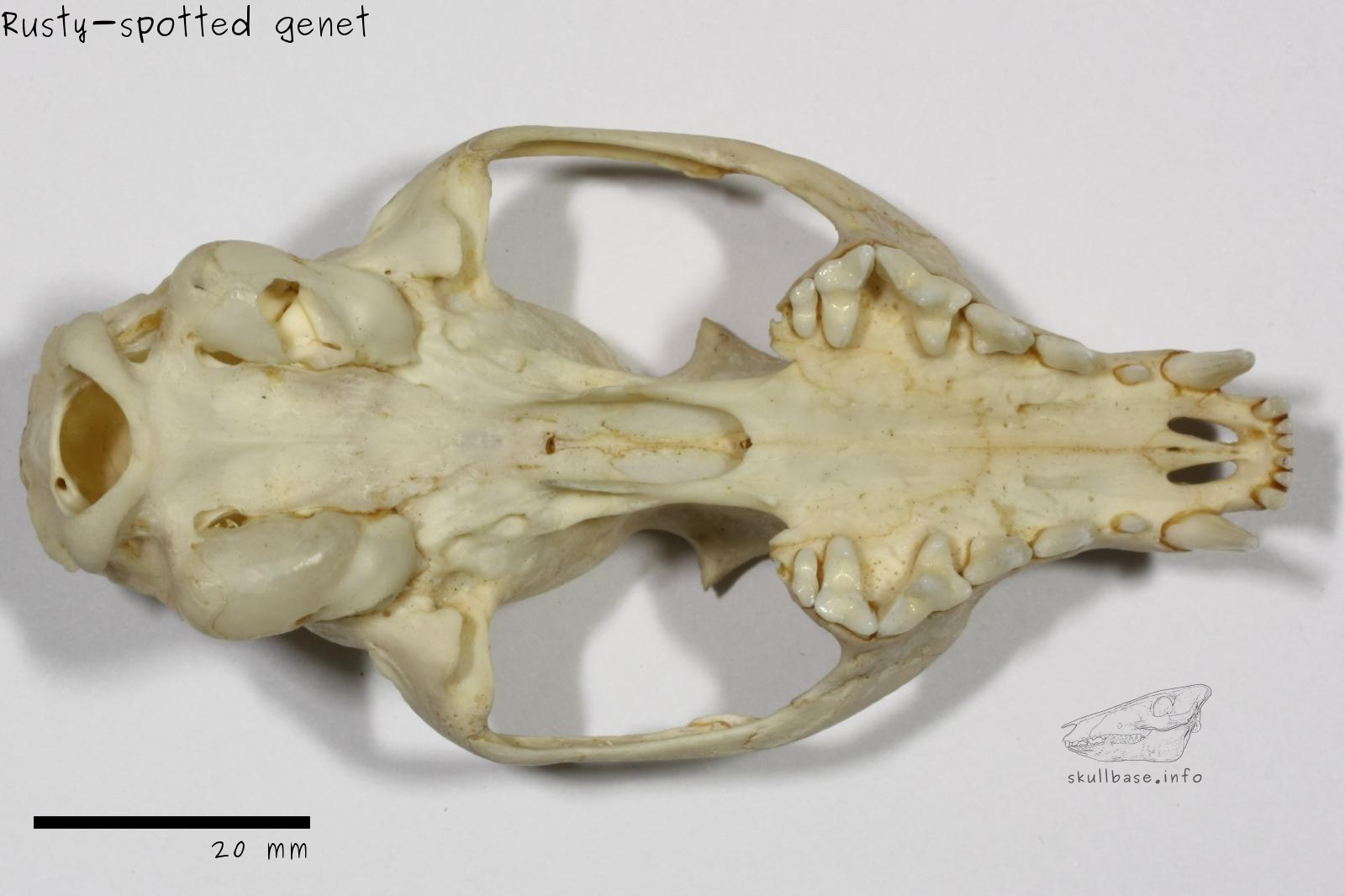 Rusty-spotted genet (Genetta maculata) skull ventral view