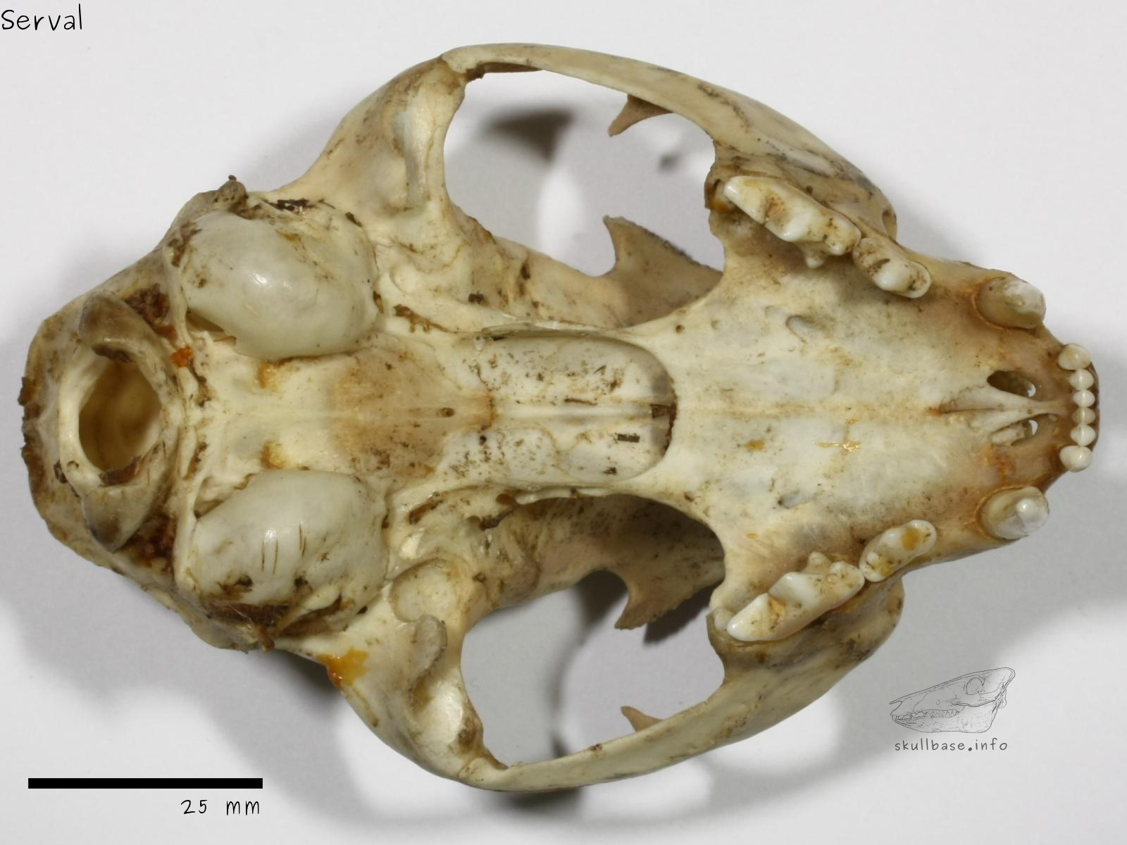 Serval (Leptailurus serval phillipsi) skull ventral view