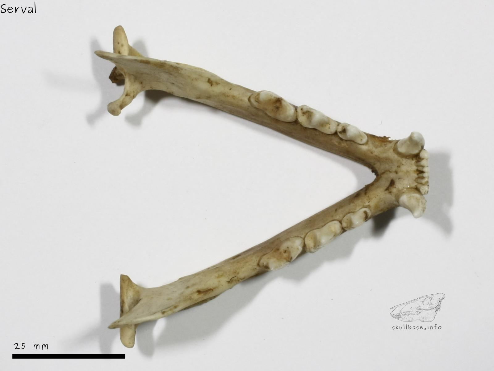 Serval (Leptailurus serval phillipsi) jaw