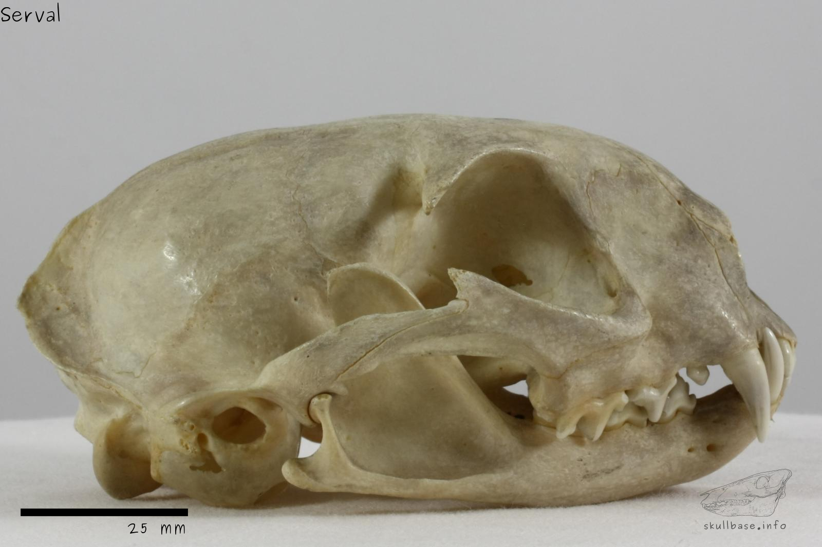 Serval (Leptailurus serval serval) skull lateral view