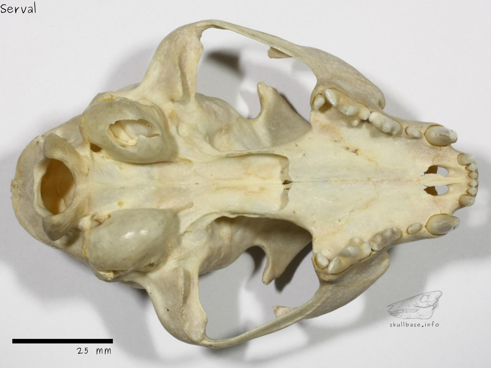 Serval (Leptailurus serval serval) skull ventral view