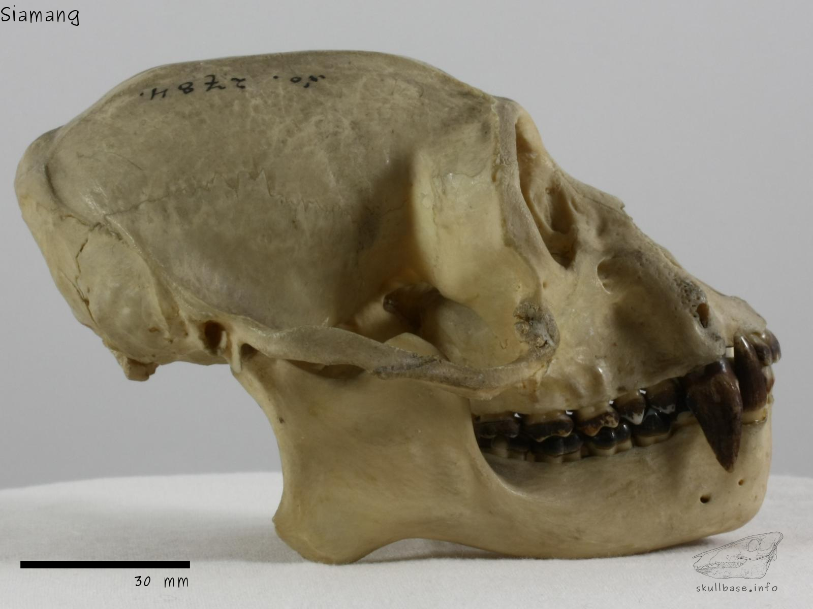 Siamang (Symphalangus syndactylus) skull lateral view