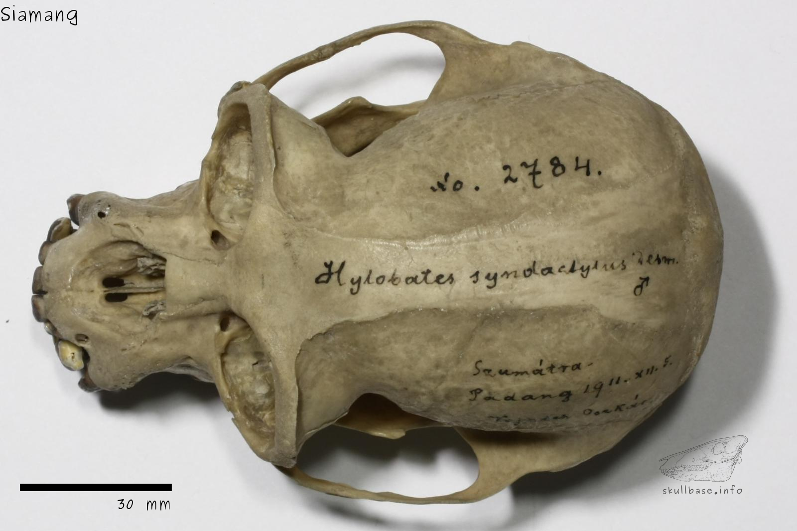 Siamang (Symphalangus syndactylus) skull dorsal view
