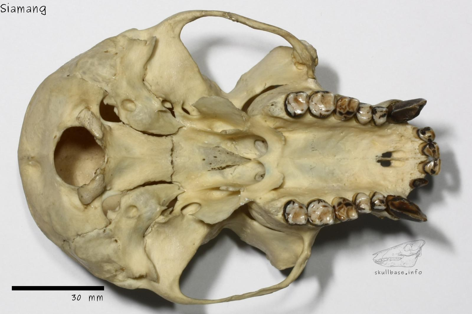 Siamang (Symphalangus syndactylus) skull ventral view