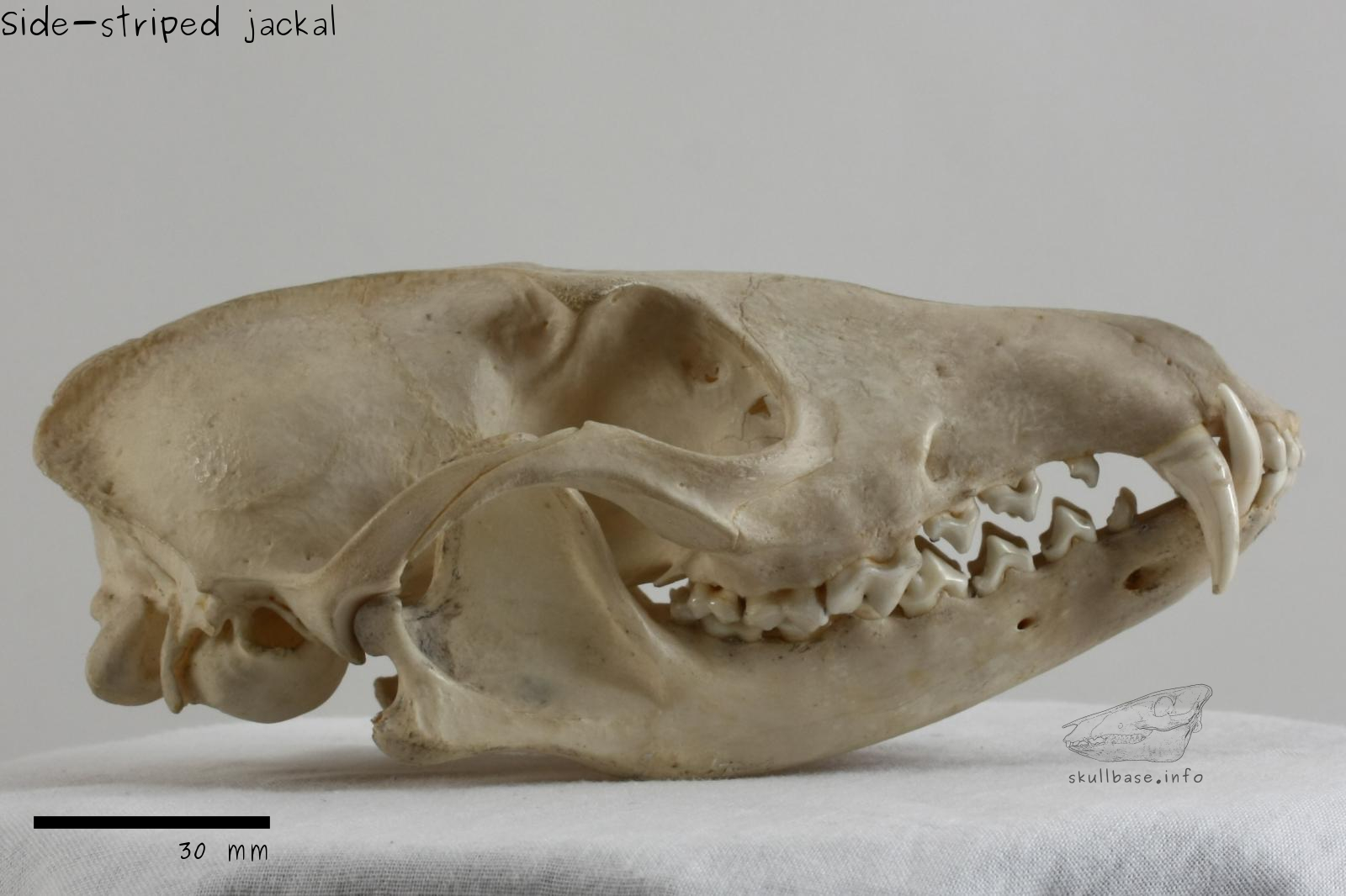 Side-striped jackal (Canis adustus) skull lateral view