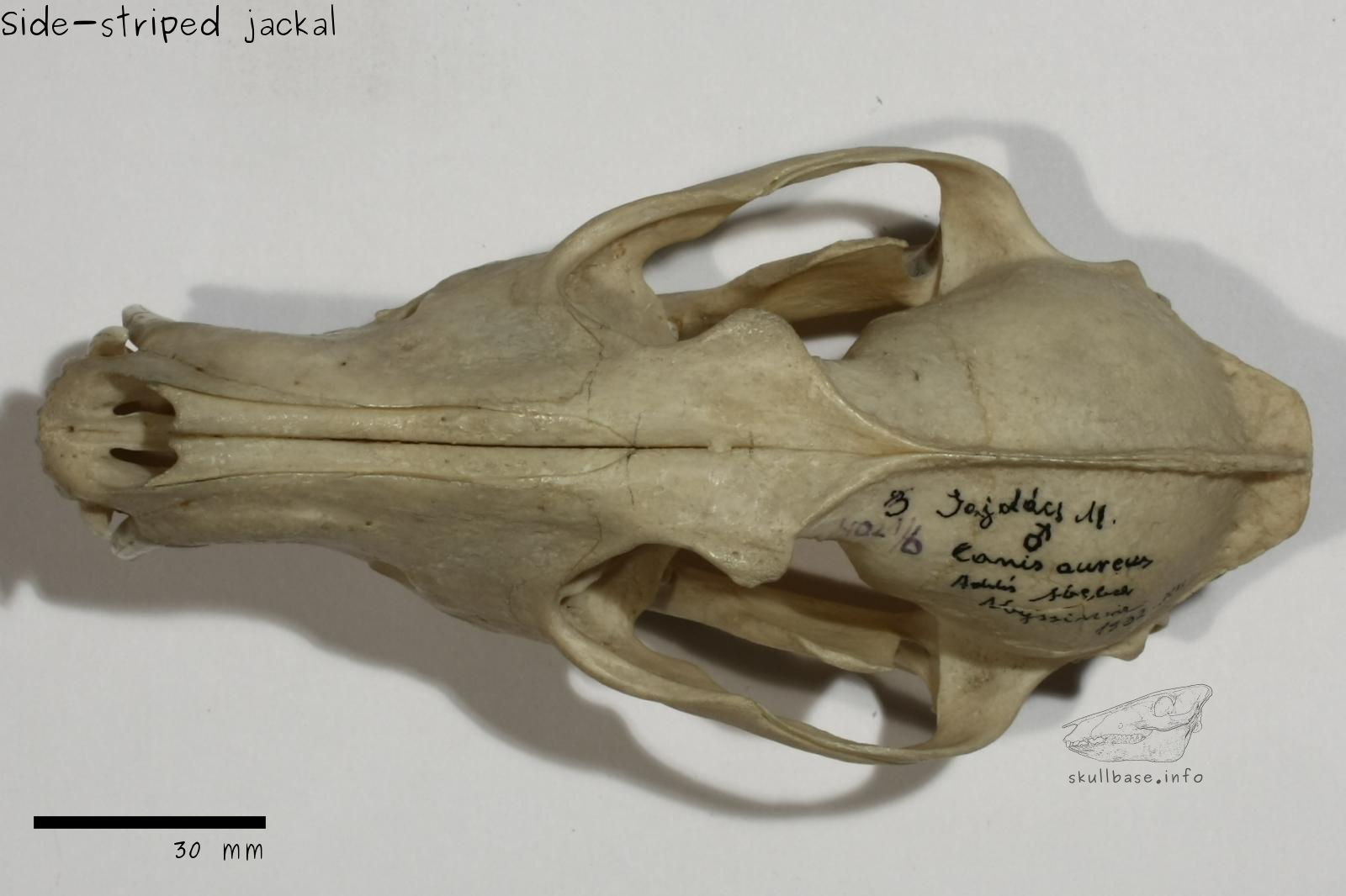 Side-striped jackal (Canis adustus) skull dorsal view