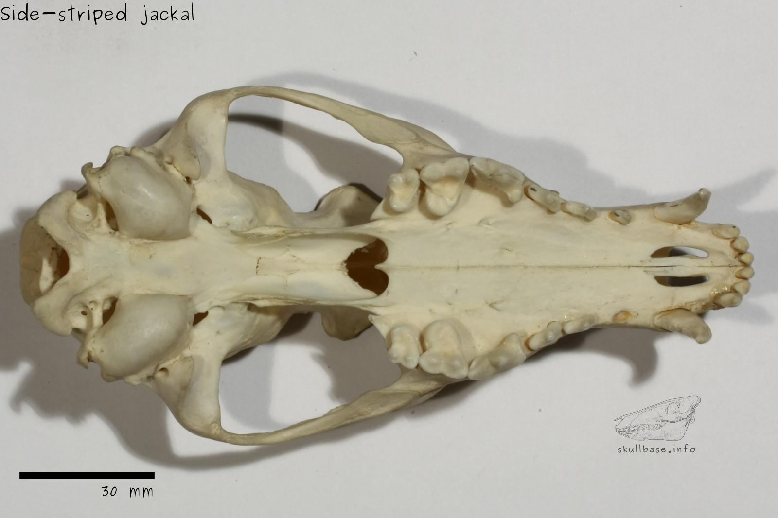 Side-striped jackal (Canis adustus) skull ventral view