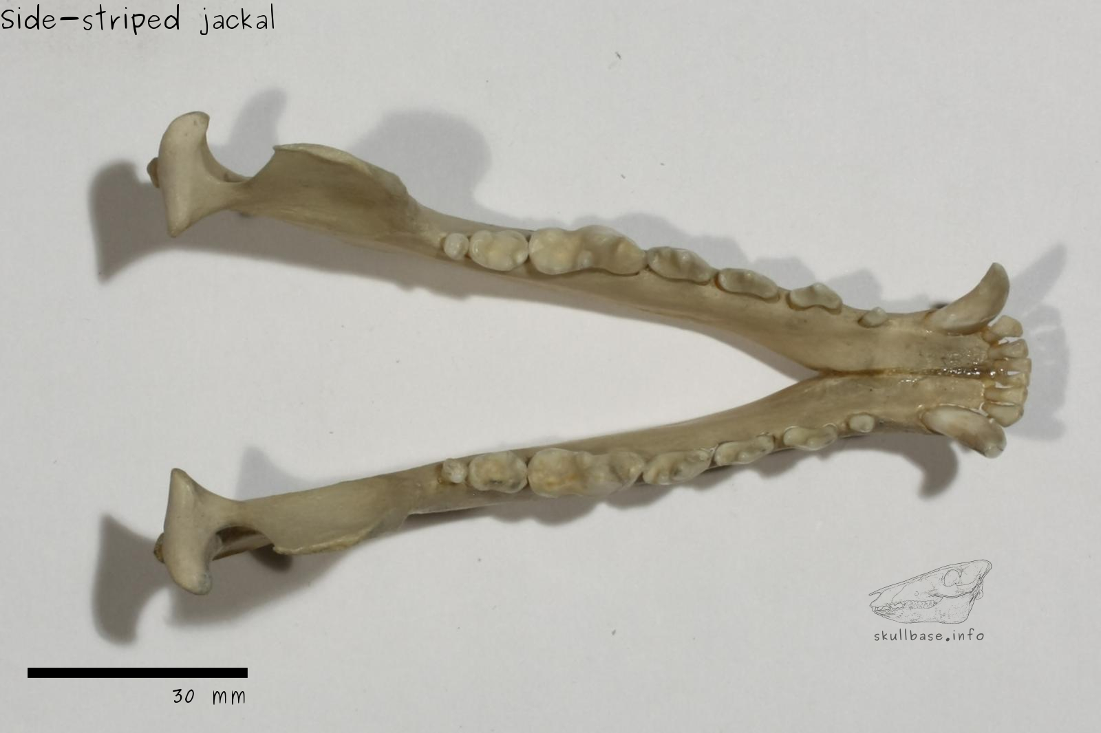 Side-striped jackal (Canis adustus) jaw