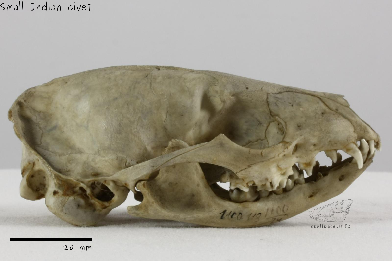 Small Indian civet (Viverricula indica) skull lateral view