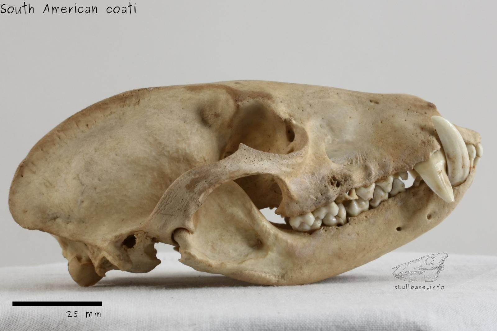 South American coati (Nasua nasua) skull lateral view