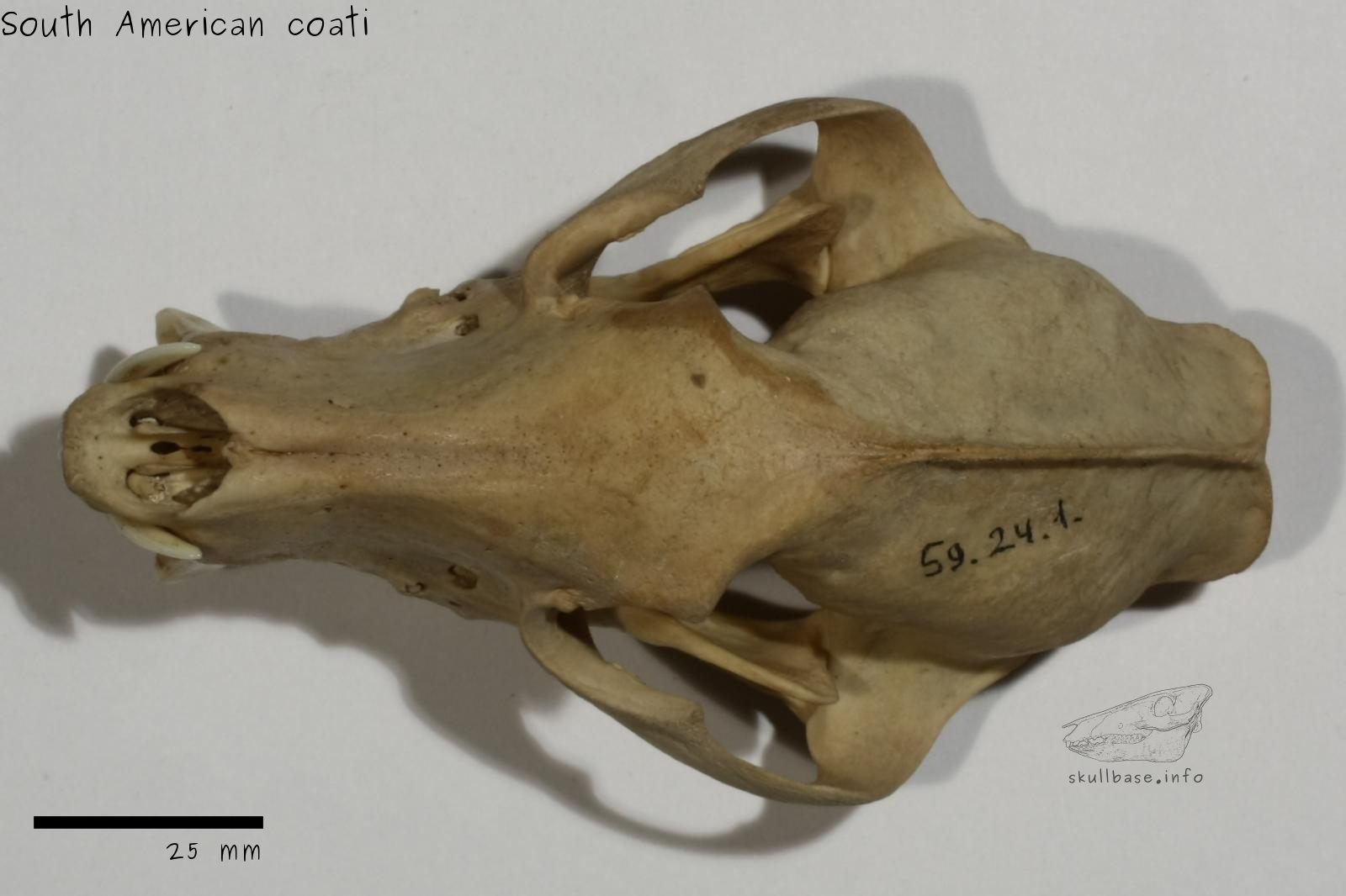 South American coati (Nasua nasua) skull dorsal view