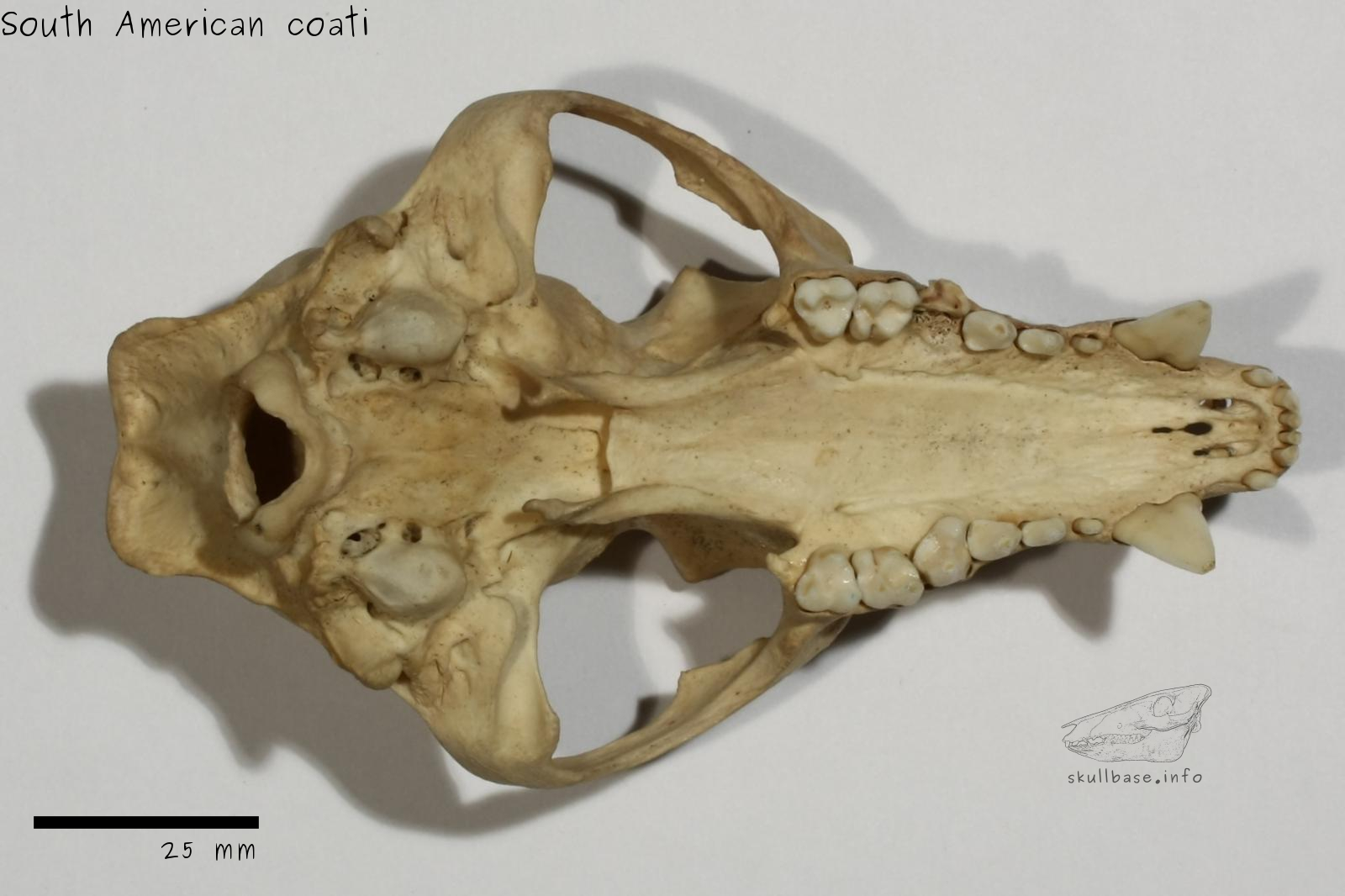 South American coati (Nasua nasua) skull ventral view