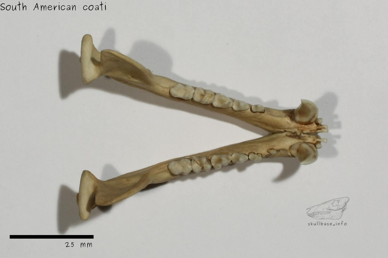 South American coati (Nasua nasua) jaw