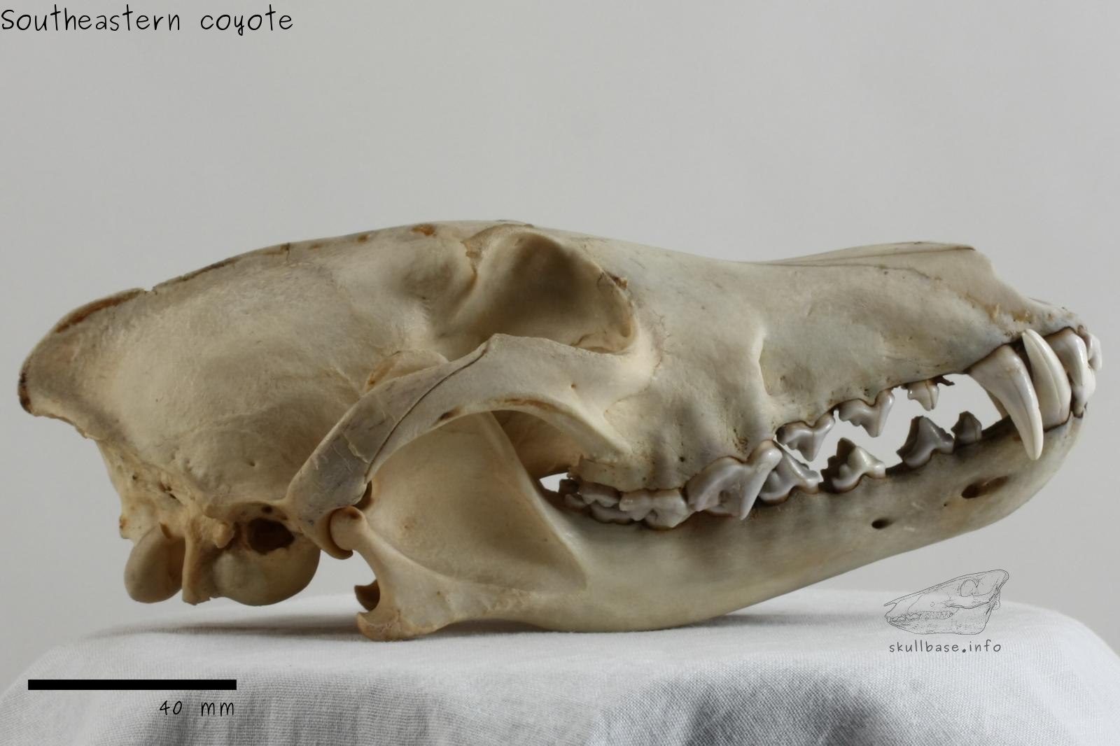 Southeastern coyote (Canis latrans frustor) skull lateral view