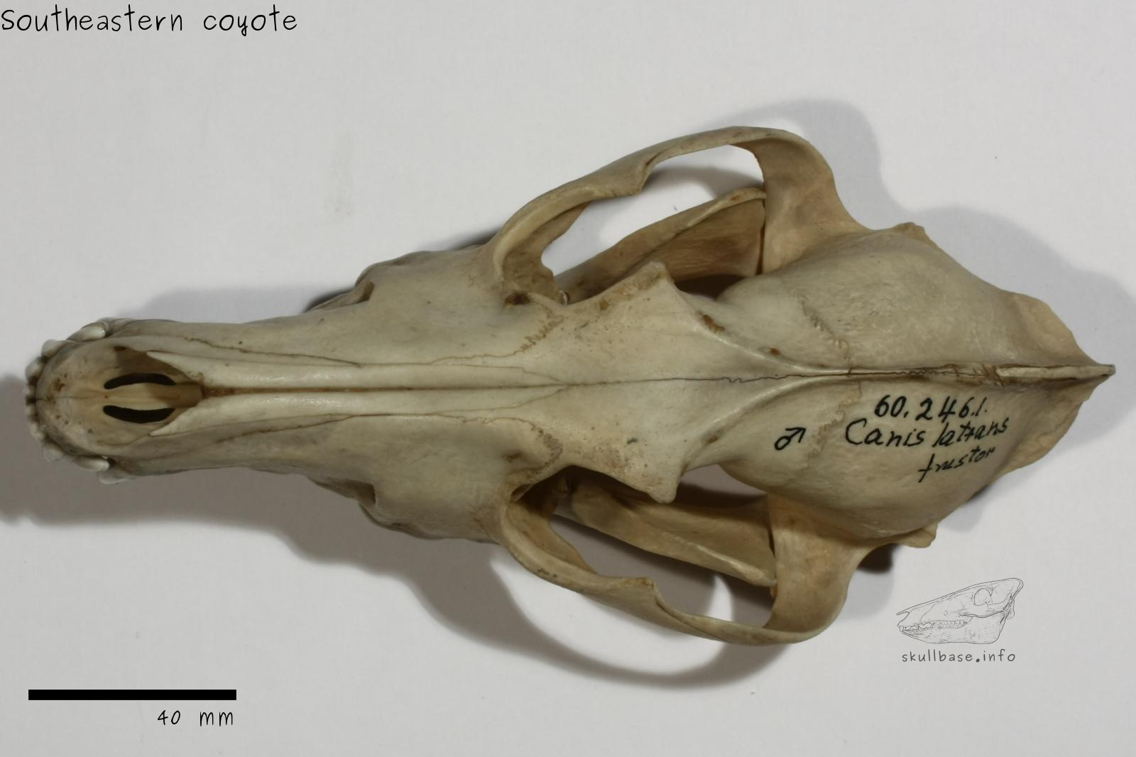 Southeastern coyote (Canis latrans frustor) skull dorsal view