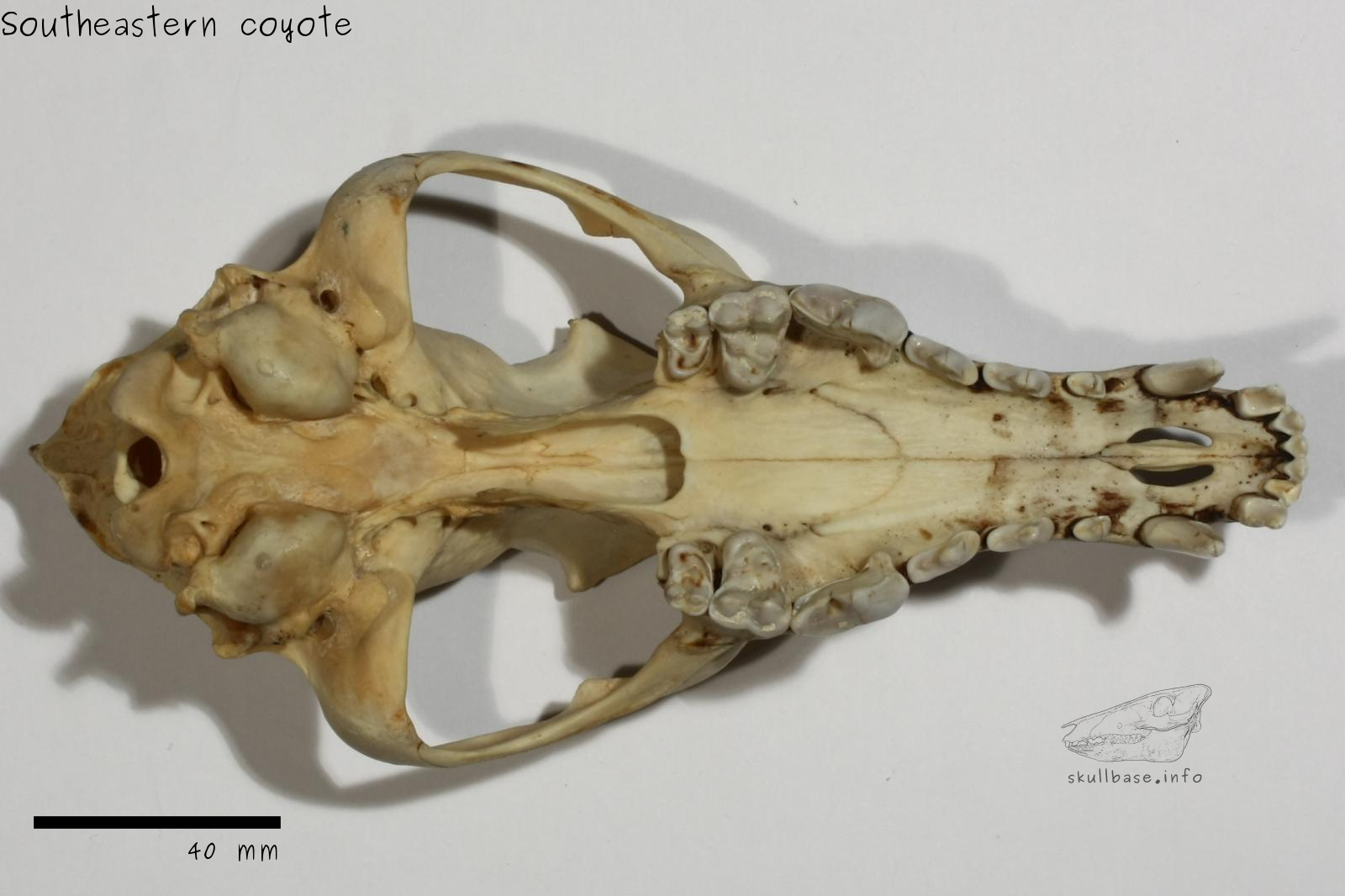 Southeastern coyote (Canis latrans frustor) skull ventral view