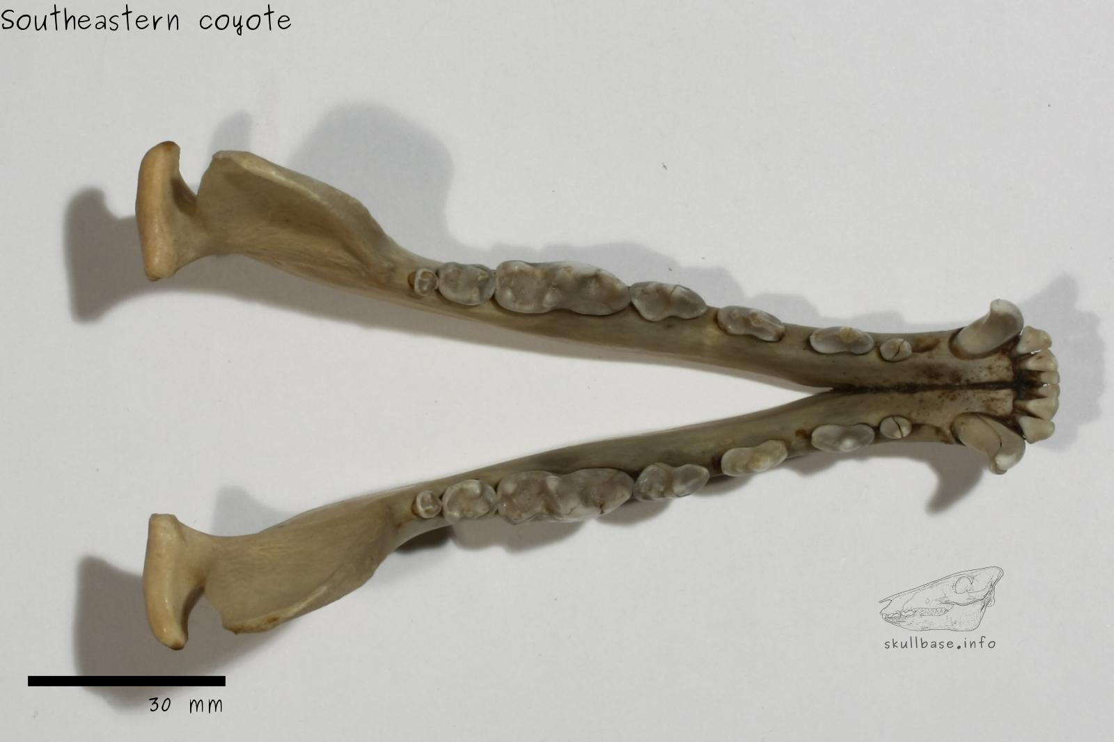 Southeastern coyote (Canis latrans frustor) jaw