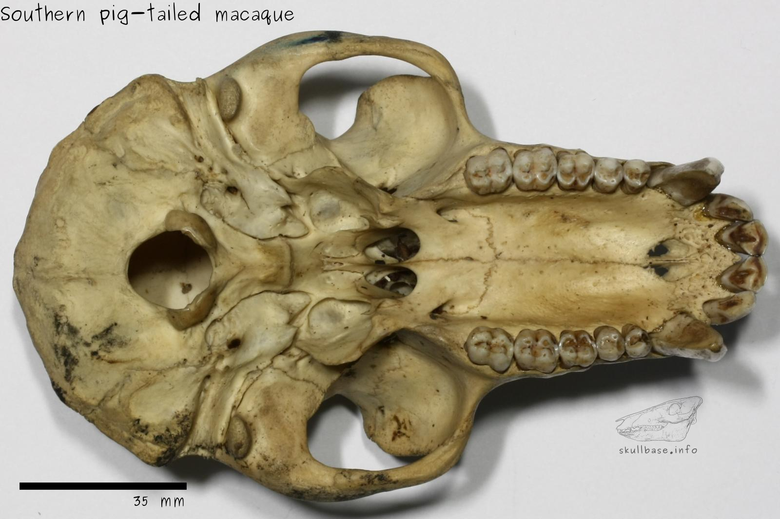 Southern pig-tailed macaque (Macaca nemestrina) skull ventral view