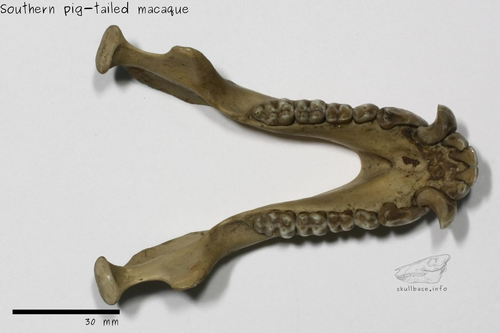 Southern pig-tailed macaque (Macaca nemestrina) jaw