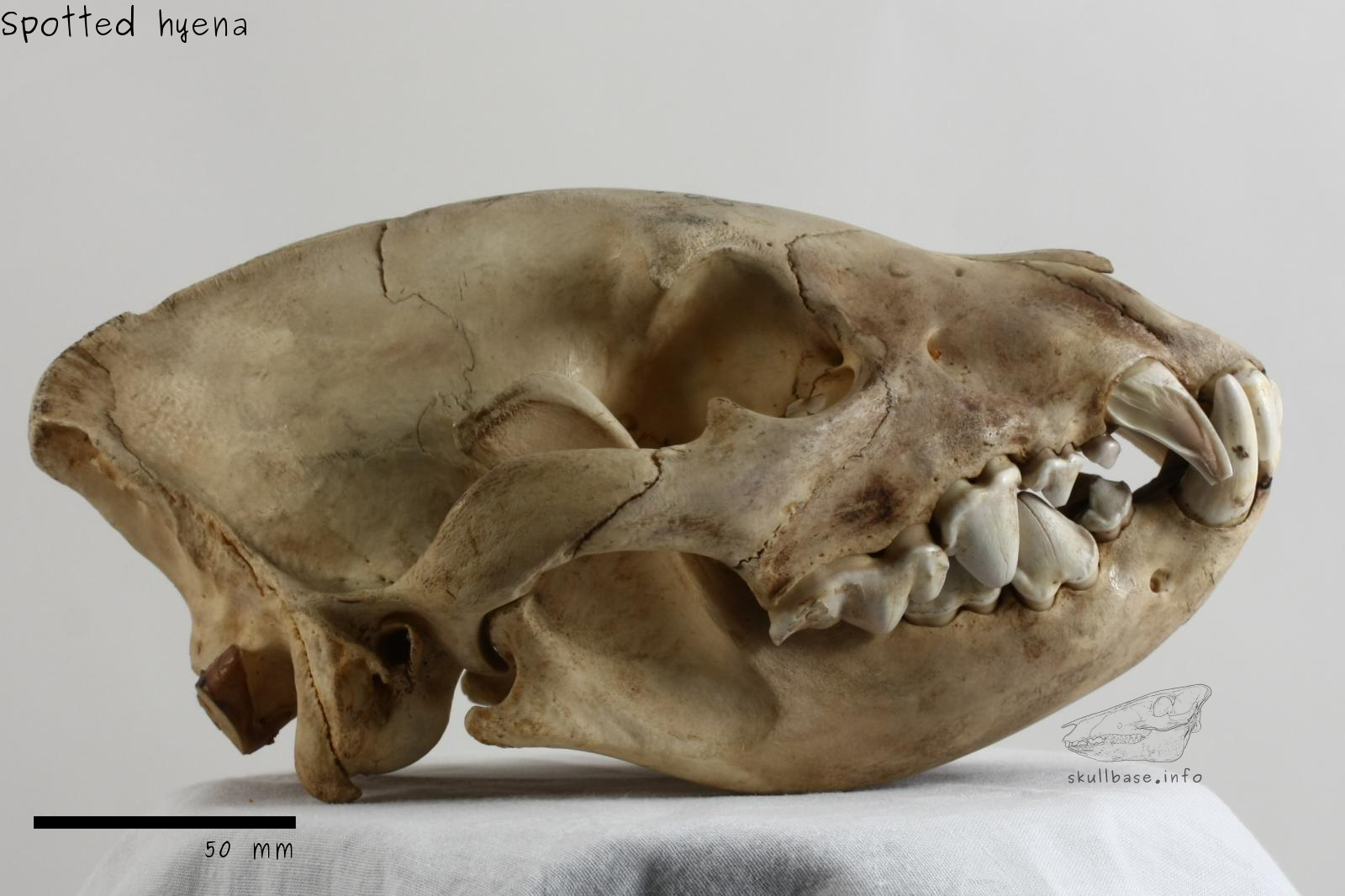 Spotted hyena (Crocuta crocuta) skull lateral view