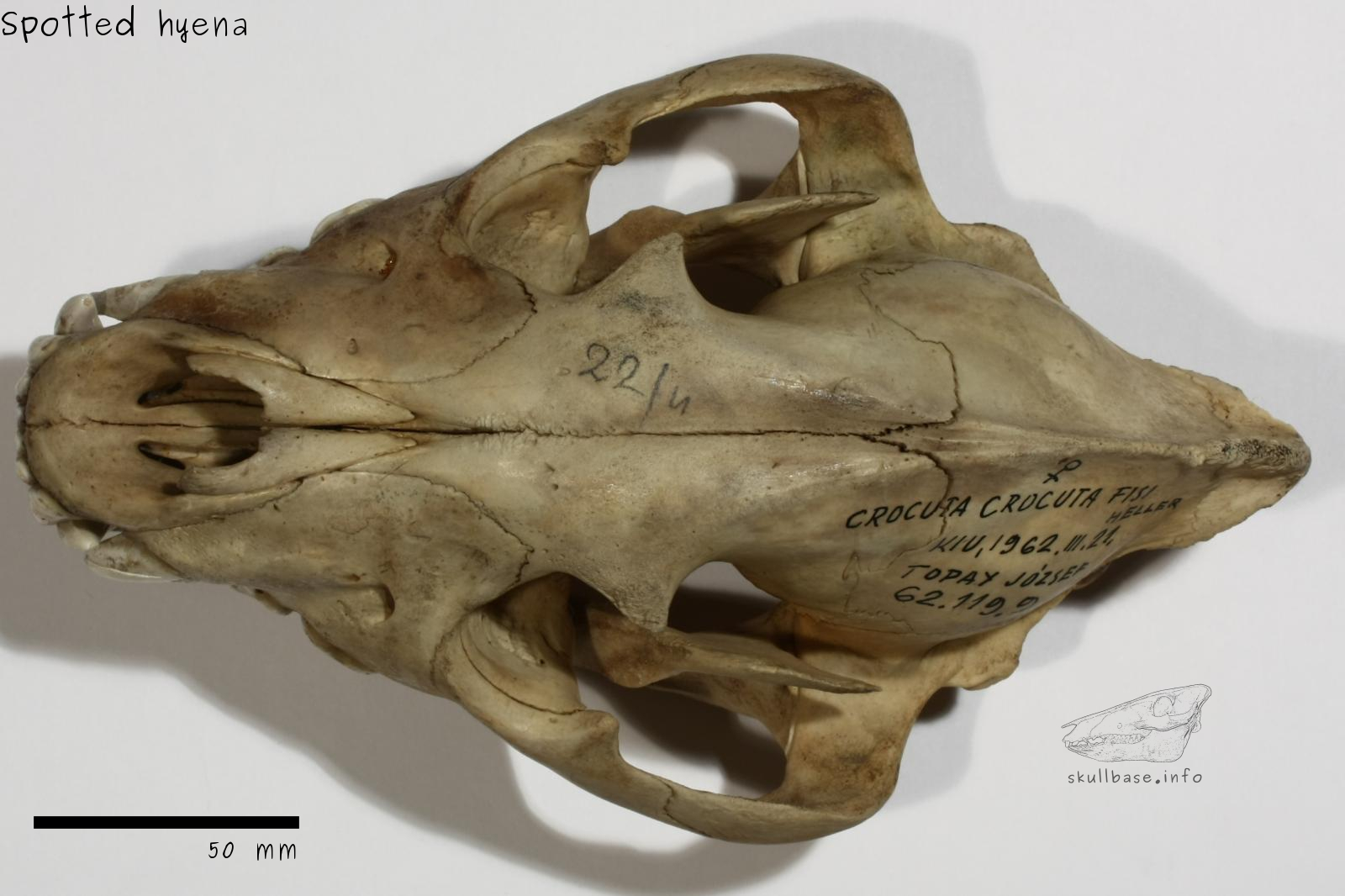 Spotted hyena (Crocuta crocuta) skull dorsal view