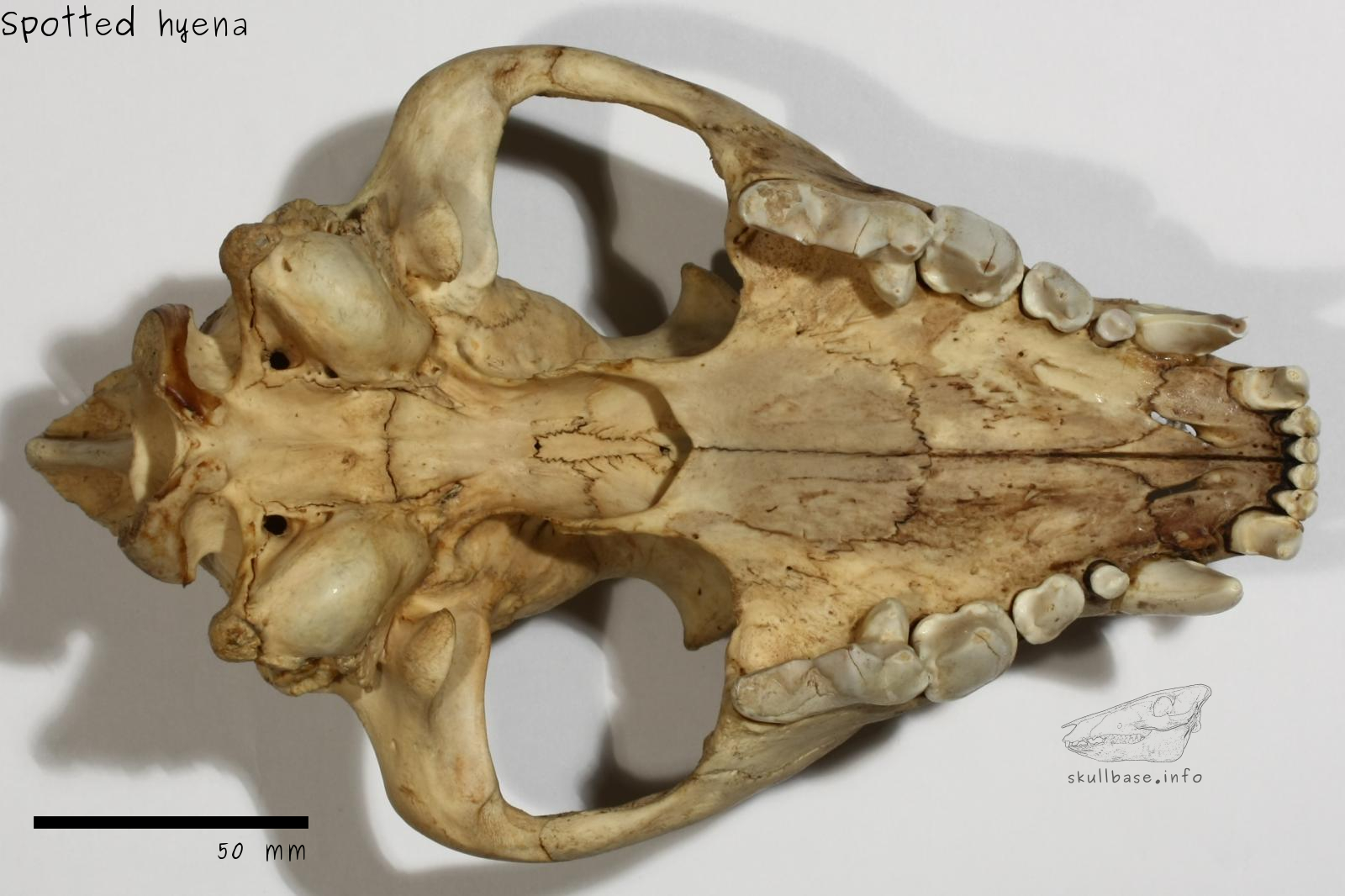 Spotted hyena (Crocuta crocuta) skull ventral view