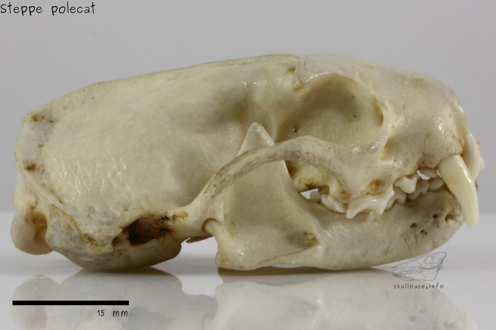 Steppe polecat (Mustela eversmanii) skull lateral view