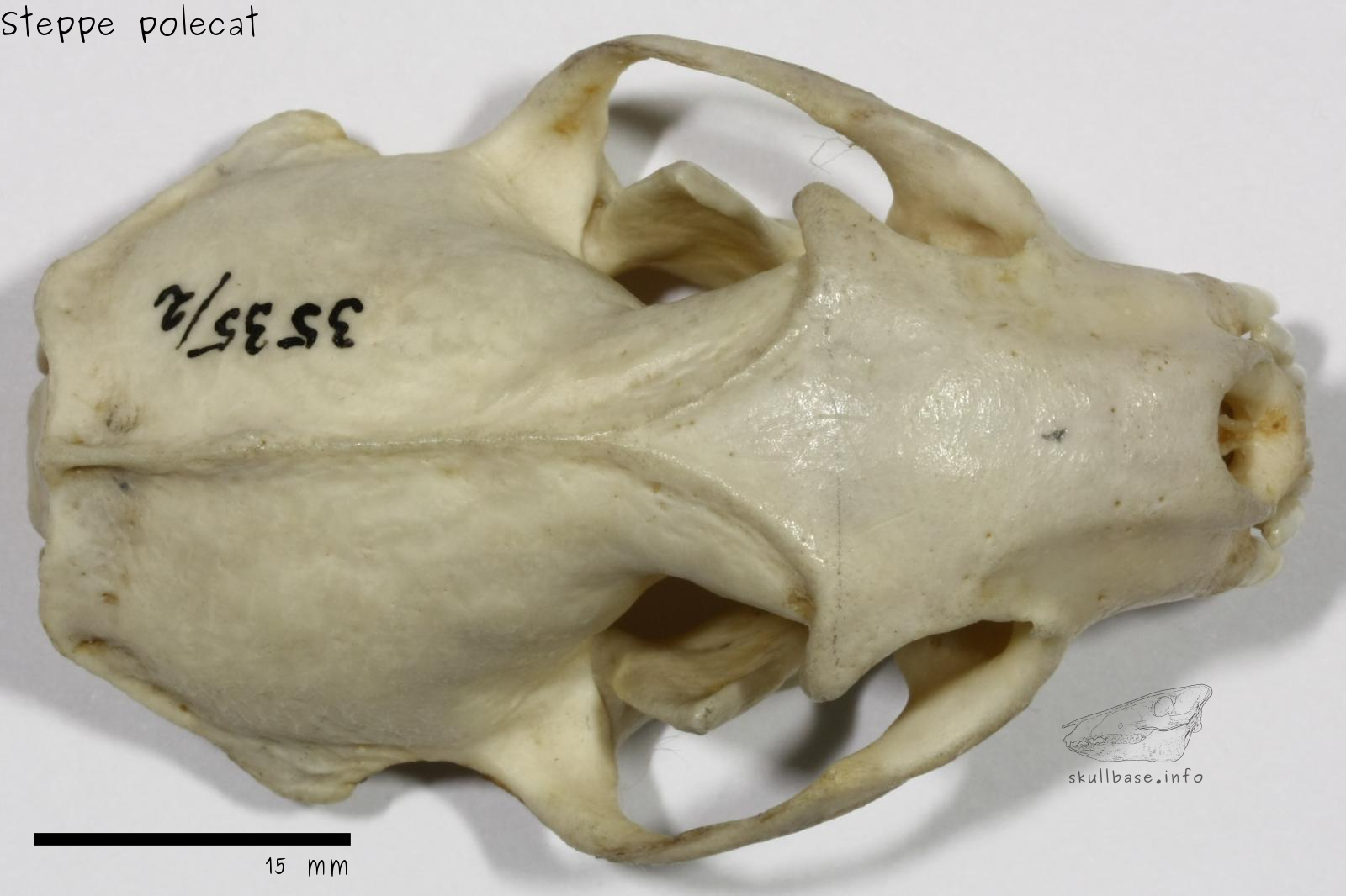 Steppe polecat (Mustela eversmanii) skull dorsal view