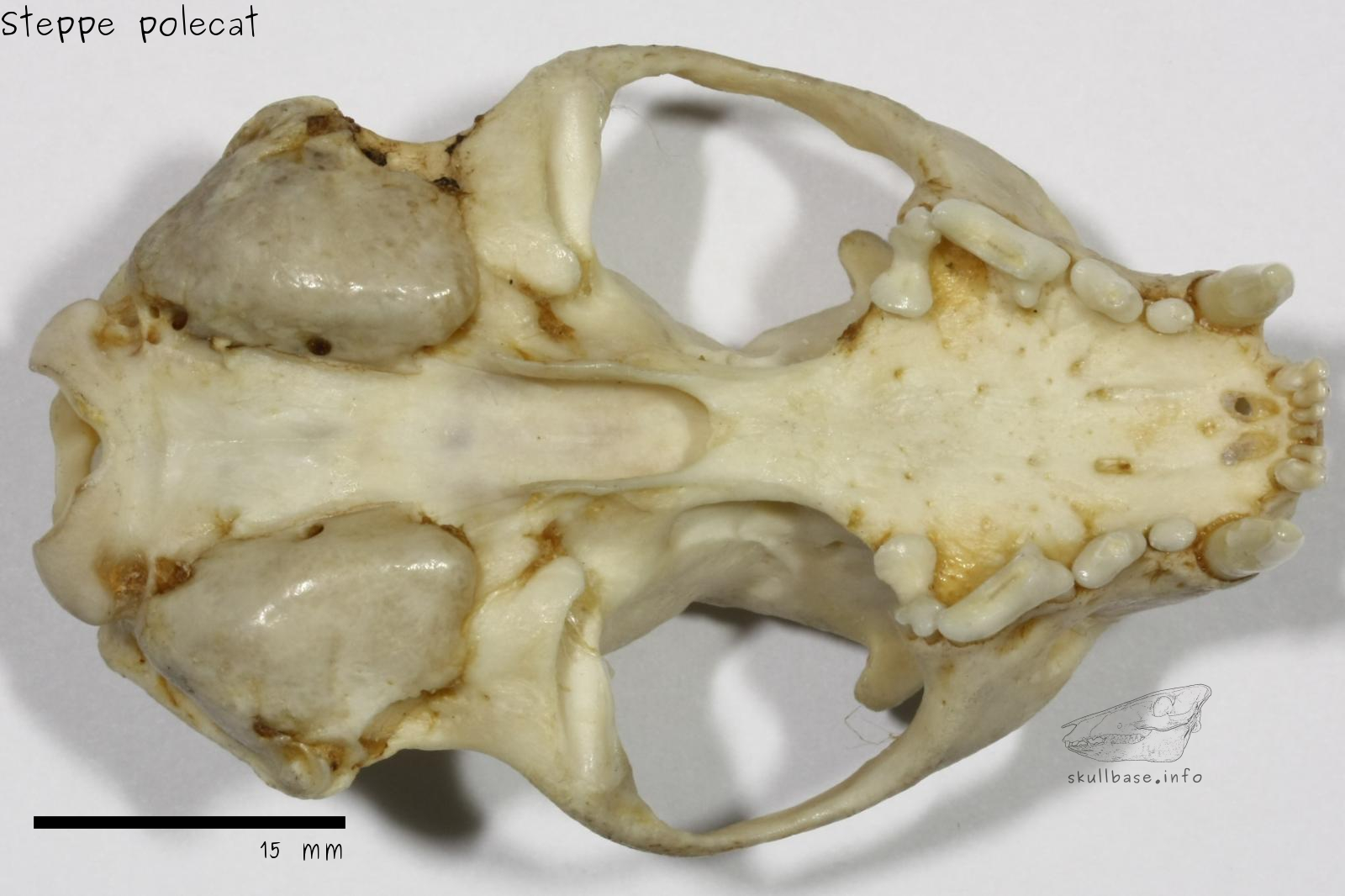 Steppe polecat (Mustela eversmanii) skull ventral view
