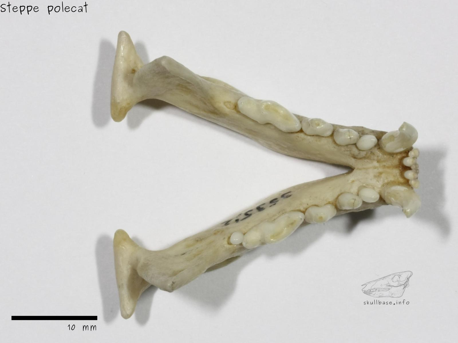 Steppe polecat (Mustela eversmanii) jaw