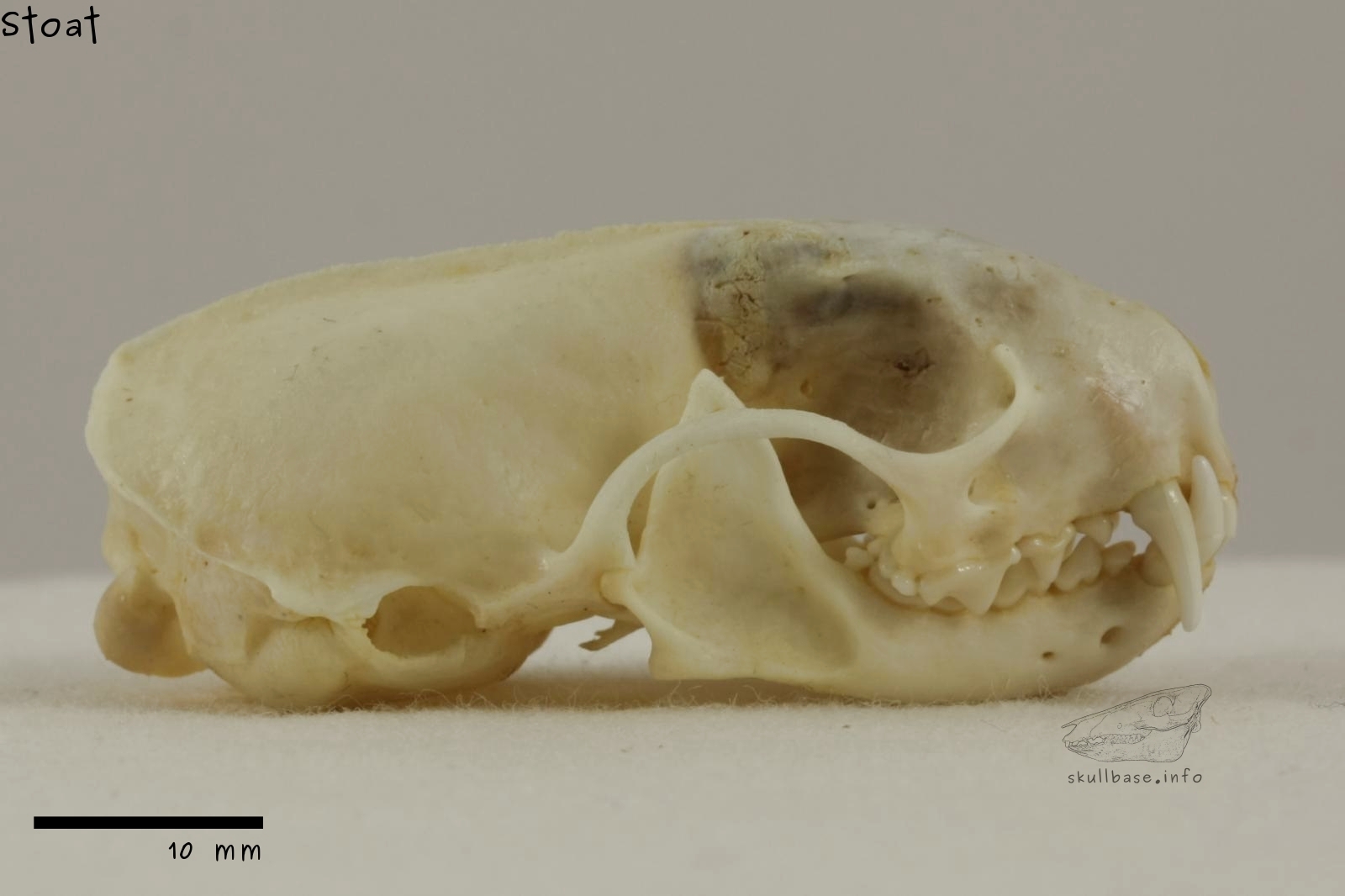 Stoat (Mustela erminea) skull lateral view