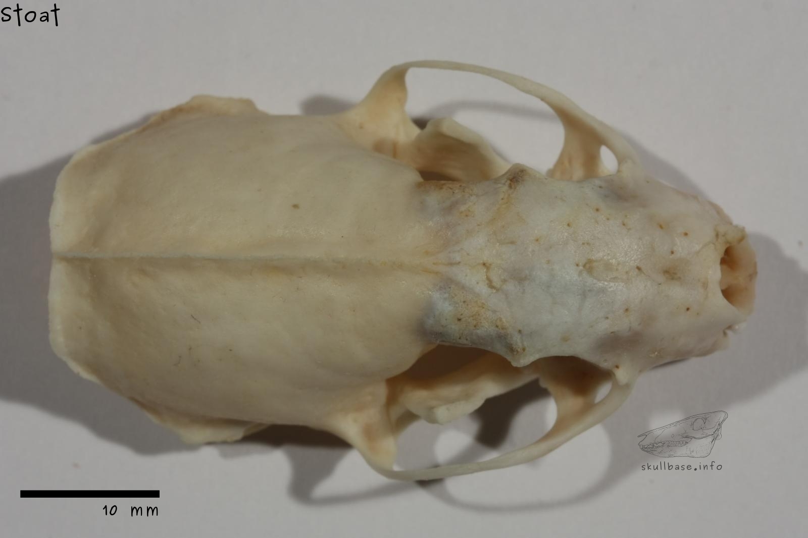 Stoat (Mustela erminea) skull dorsal view