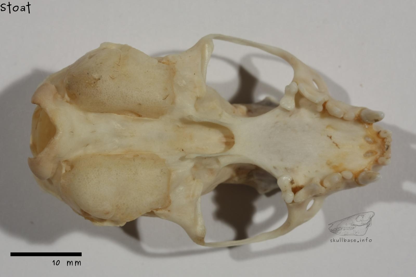 Stoat (Mustela erminea) skull ventral view