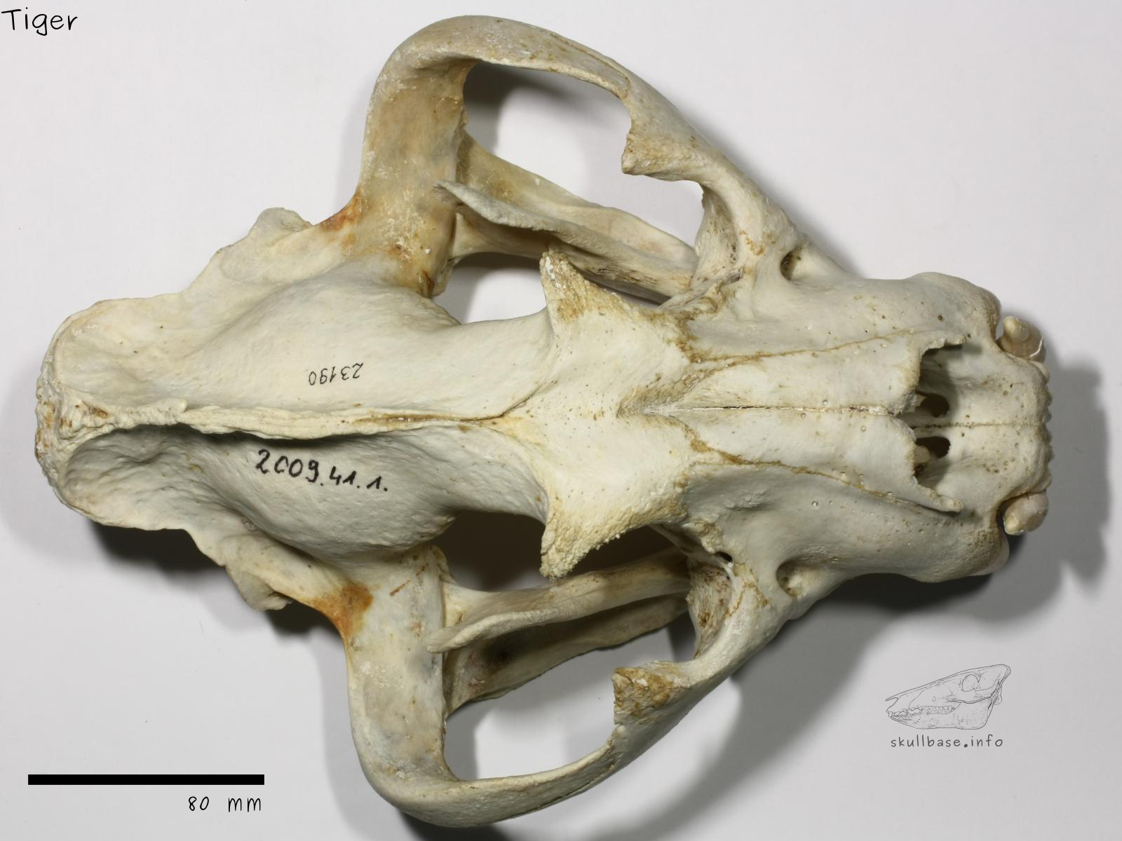 Tiger (Panthera tigris) skull dorsal view