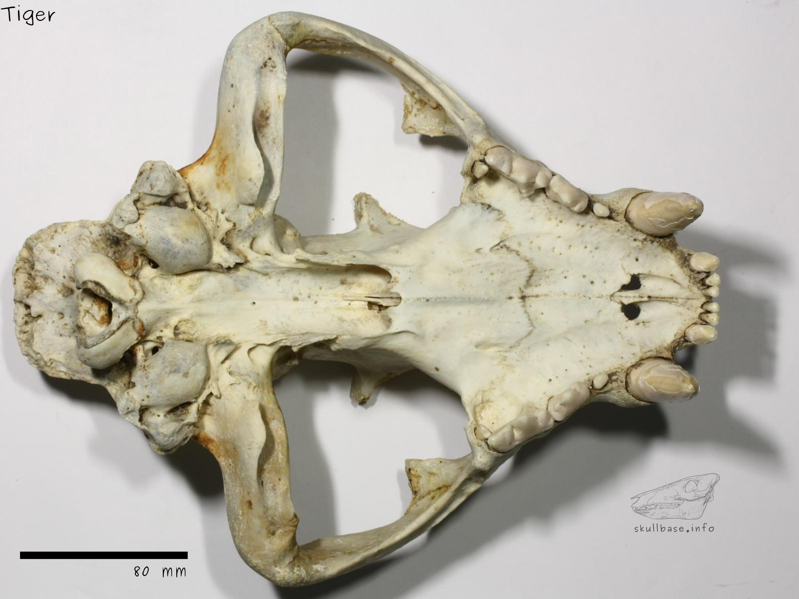Tiger (Panthera tigris) skull ventral view