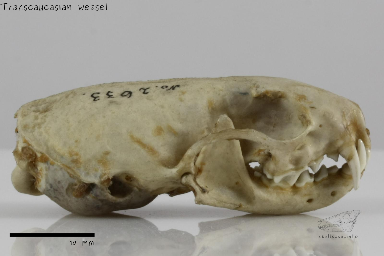 Transcaucasian weasel (Mustela nivalis boccamela) skull lateral view
